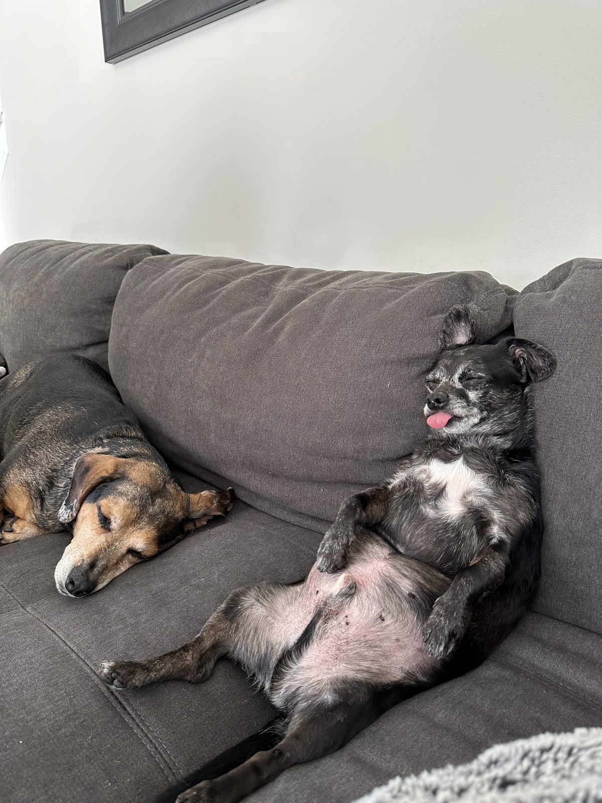 Blazer and Falcon, two dogs asleep on a gray couch